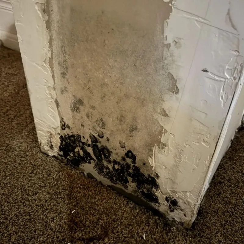 Professional Mold Removal in Uvalde County, TX